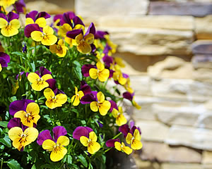 おうちの印象はまずお庭から...