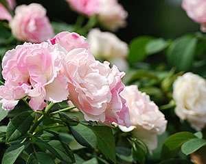 ガーデニング / 外構 / エクステリア